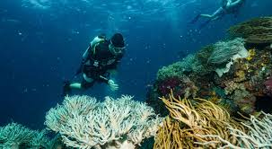 Upaya Konservasi Terumbu Karang